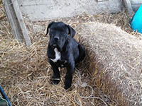 cucciolata cane corso